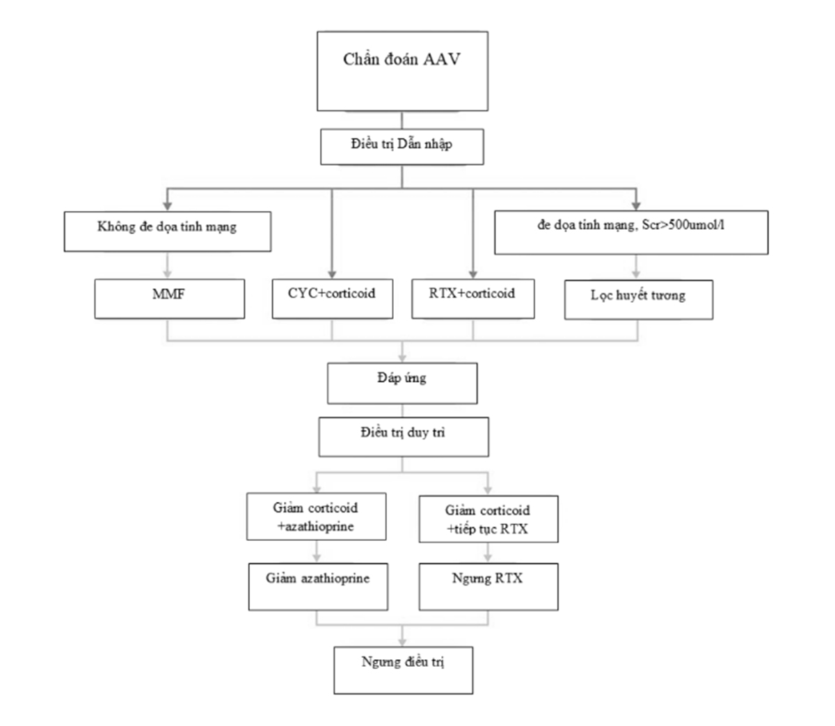 Hình 4. 15. Lưu đồ điều trị viêm cầu thận liên quan đến ANCA