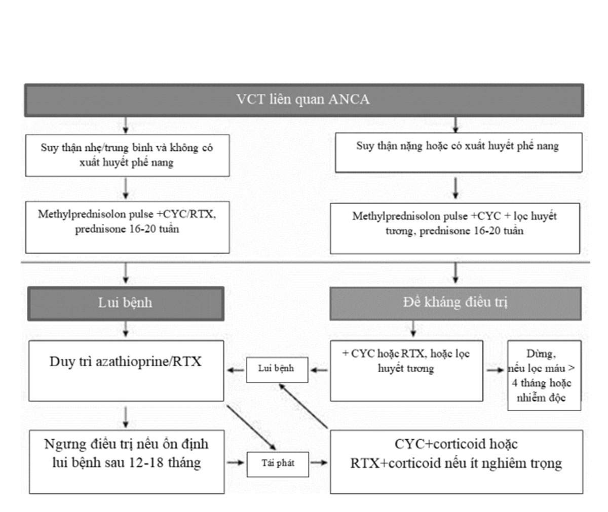 Hình 4. 16. Phác đồ điều trị viêm cầu thận liên quan ANCA