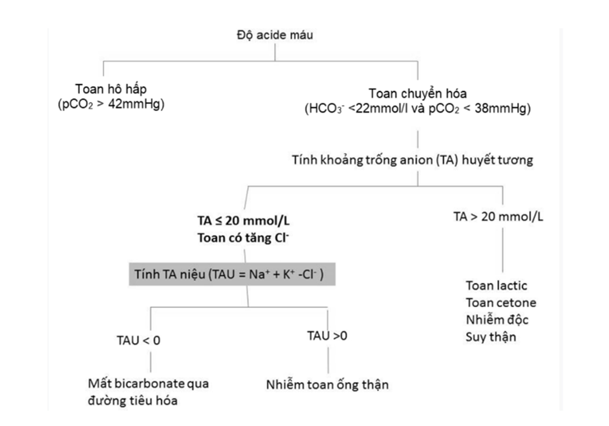 Hình 3. 4. Sơ đồ chẩn đoán toan máu