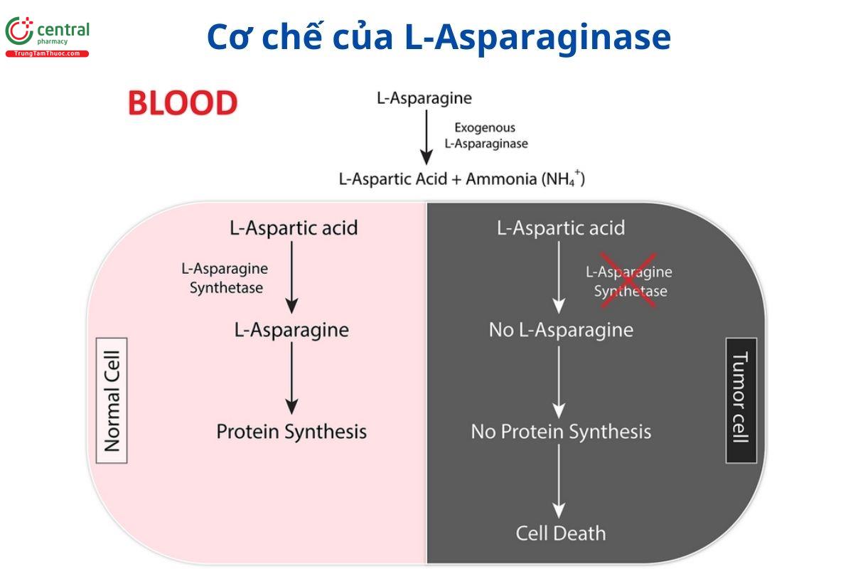 Cơ chế của L-Asparaginase