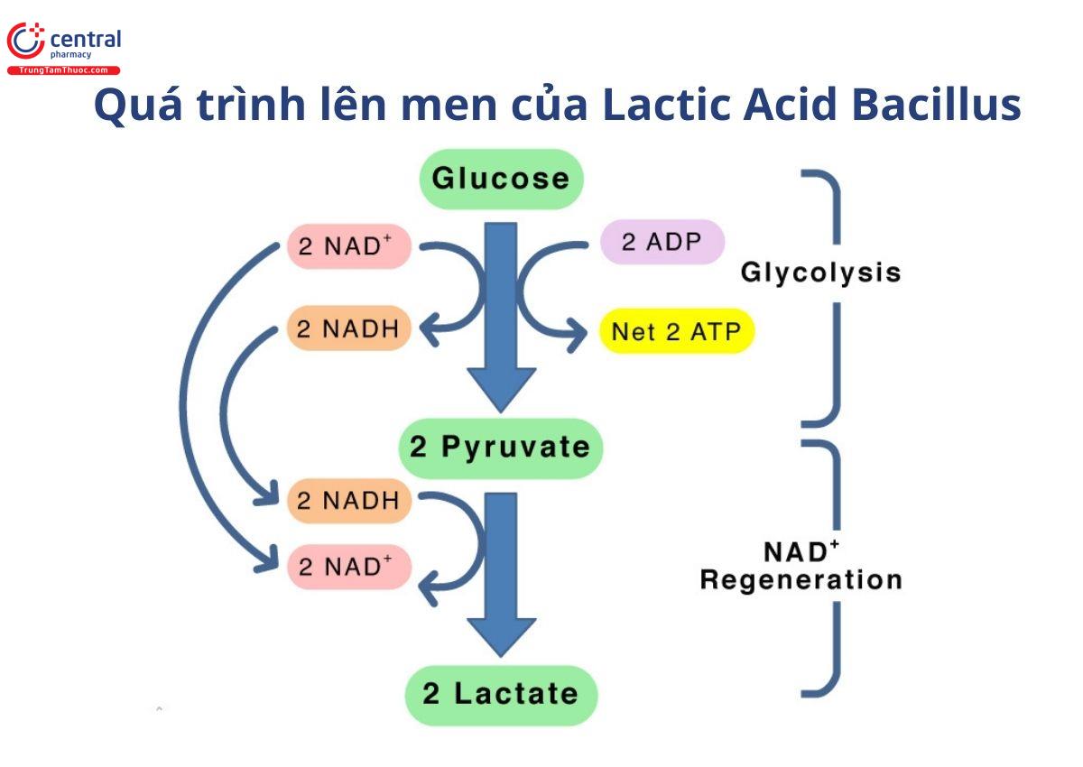 Lactic Acid Bacillus