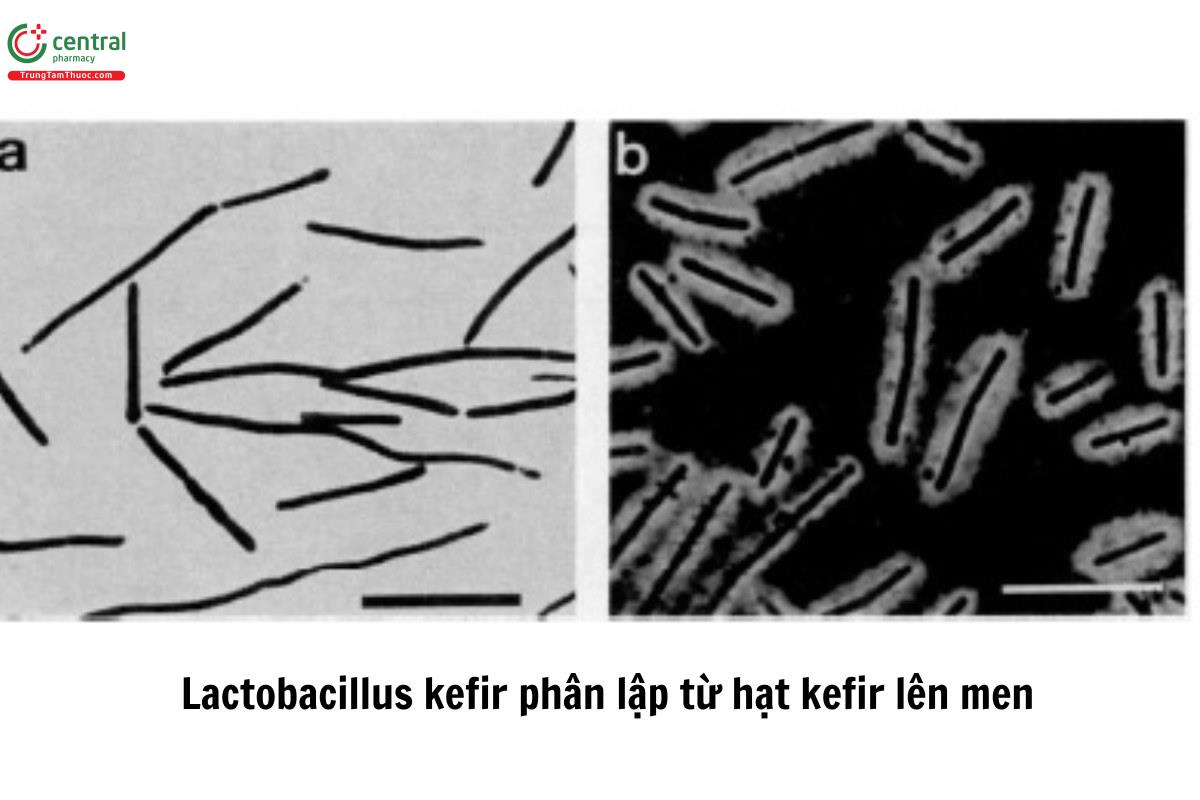 Lactobacillus kefir phân lập từ hạt kefir lên men 