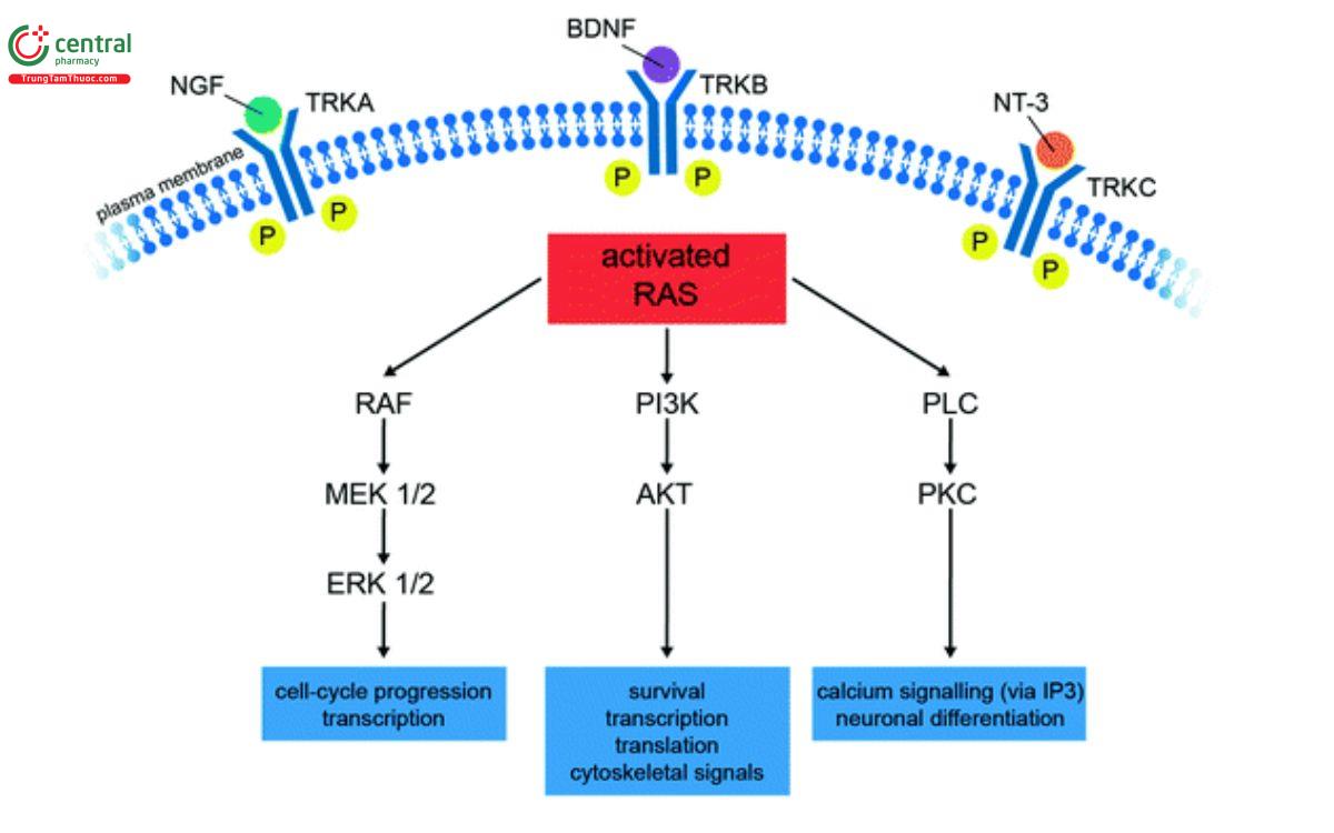 Cơ chế thuốc Larotrectinib