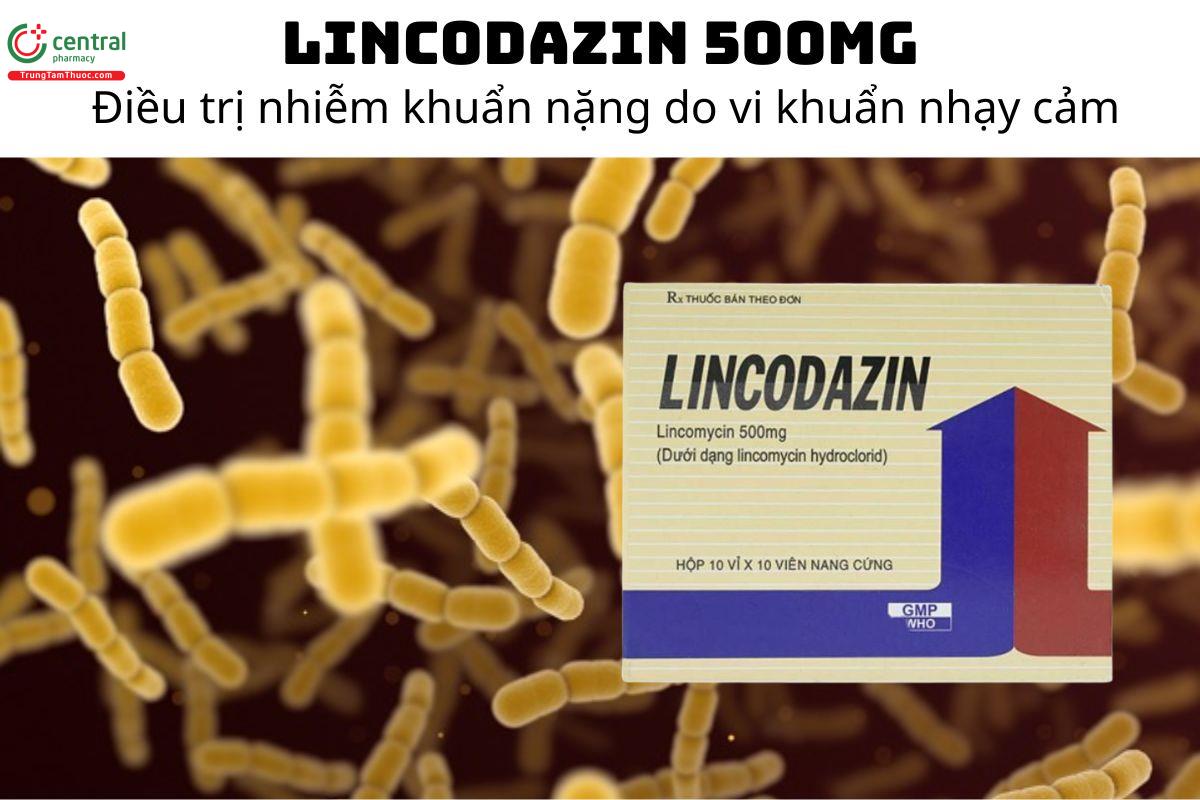 Thuốc Lincodazin 500mg - điều trị nhiễm khuẩn nặng do vi khuẩn nhạy cảm