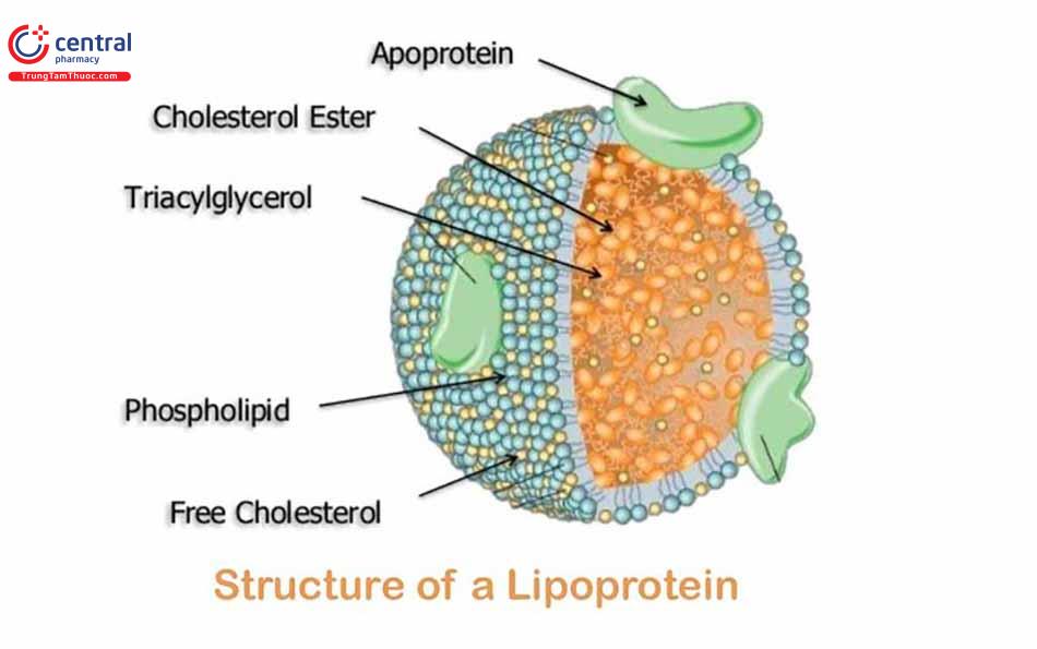 Hình ảnh cấu trúc của Lipoprotein