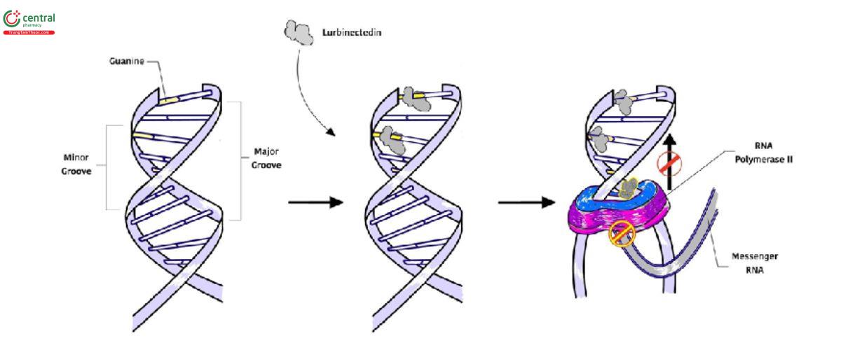 Cơ chế thuốc Lurbinectedin
