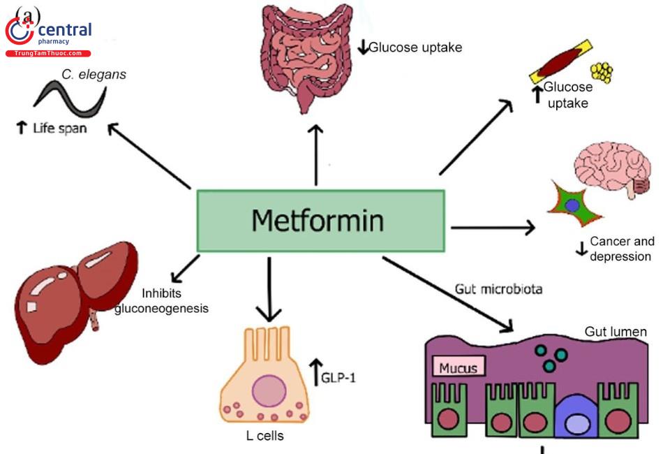 Metformin là thuốc điều trị đái tháo đường an toàn và hiệu quả