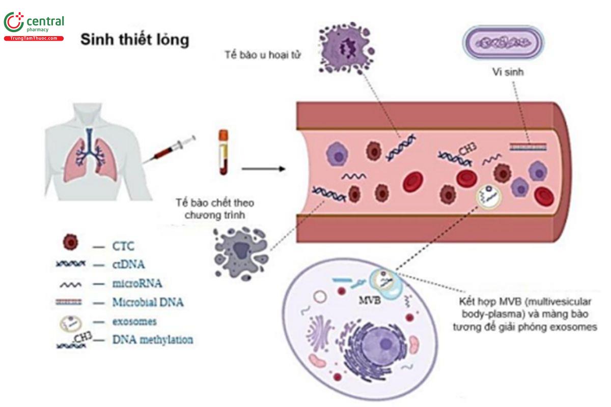 Hình 1: Một số nghiên cứu về miRNA lưu hành trong chẩn đoán ung thư phổi.