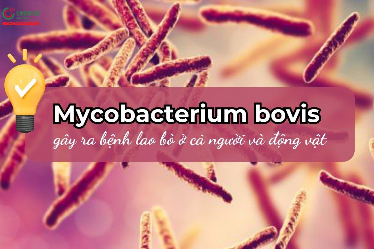 Mycobacterium bovis (M. bovis) gây ra bệnh lao bò ở cả người và động vật