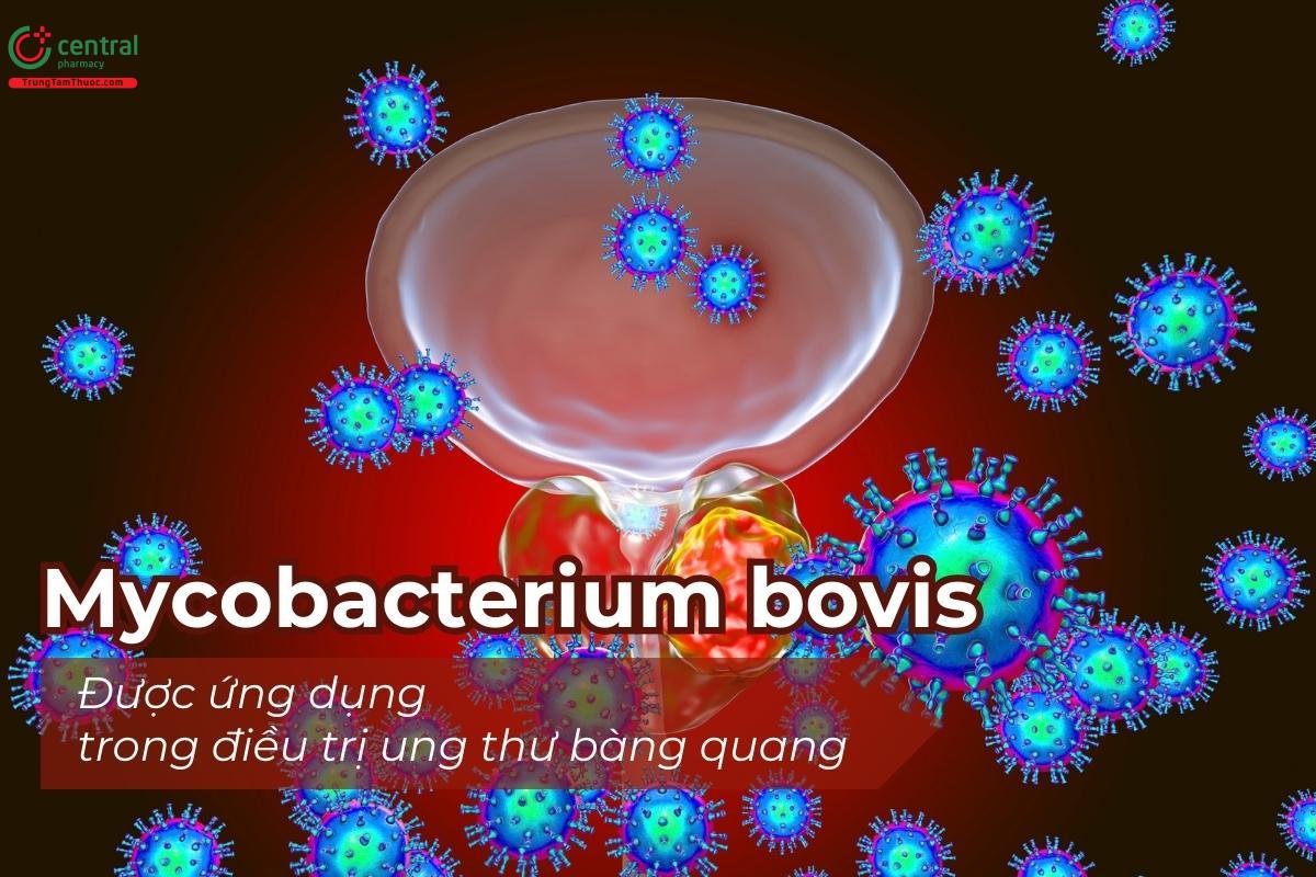 Mycobacterium bovis ứng dụng trong điều trị ung thư bàng quang