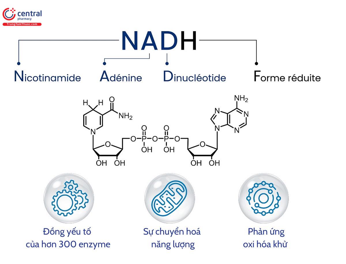 Vai trò sinh học của NADH