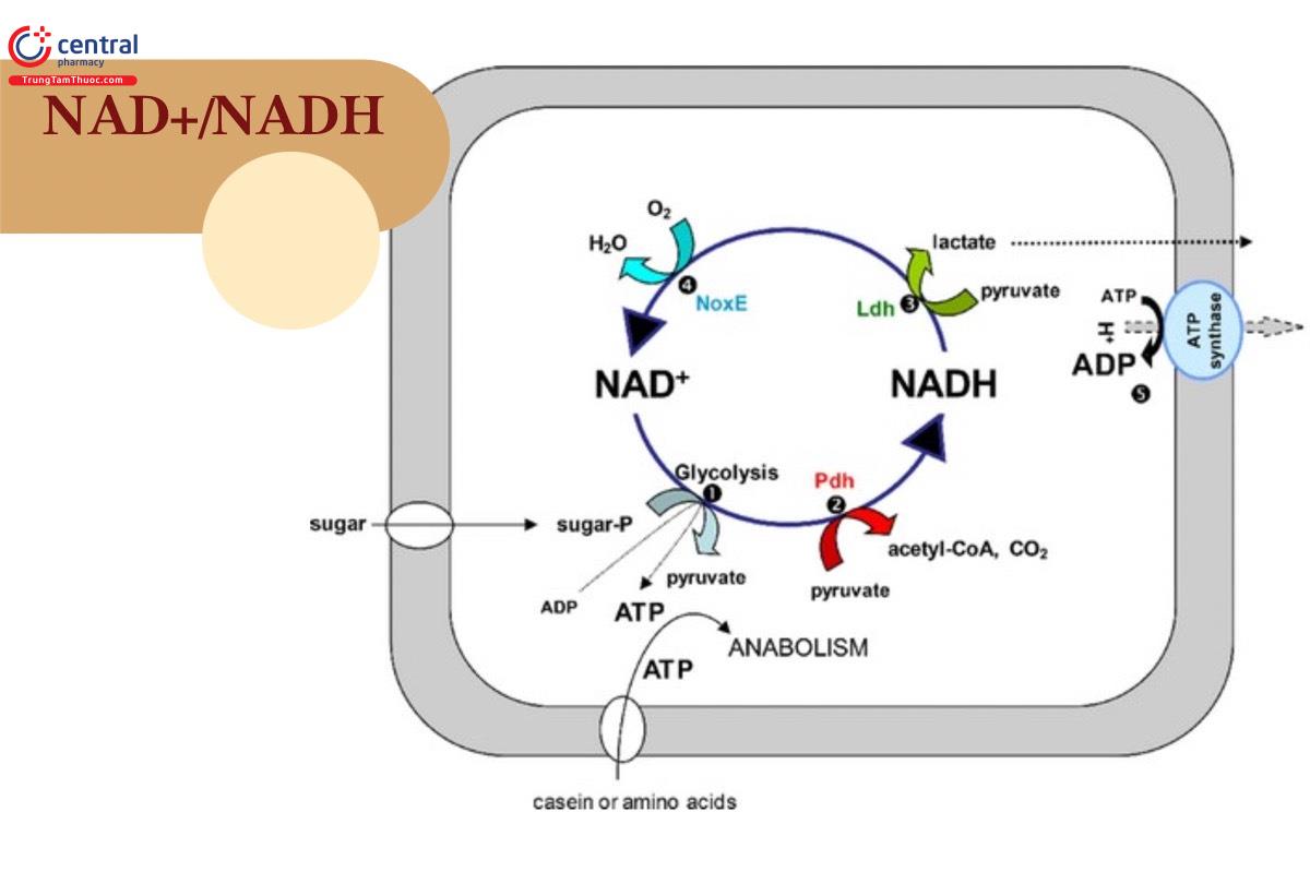 NAD+/NADH