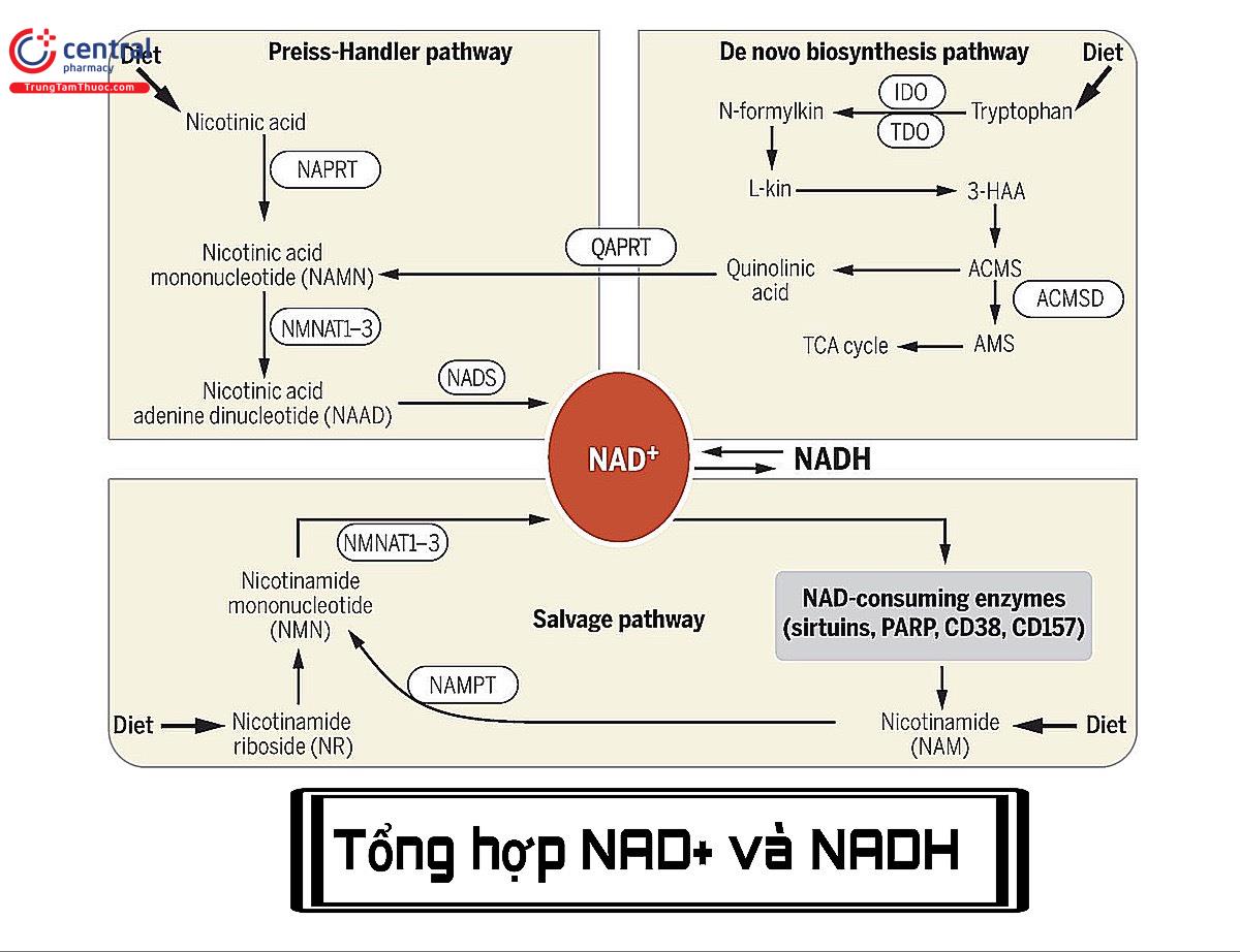 Sinh tổng hợp NAD+/NADH