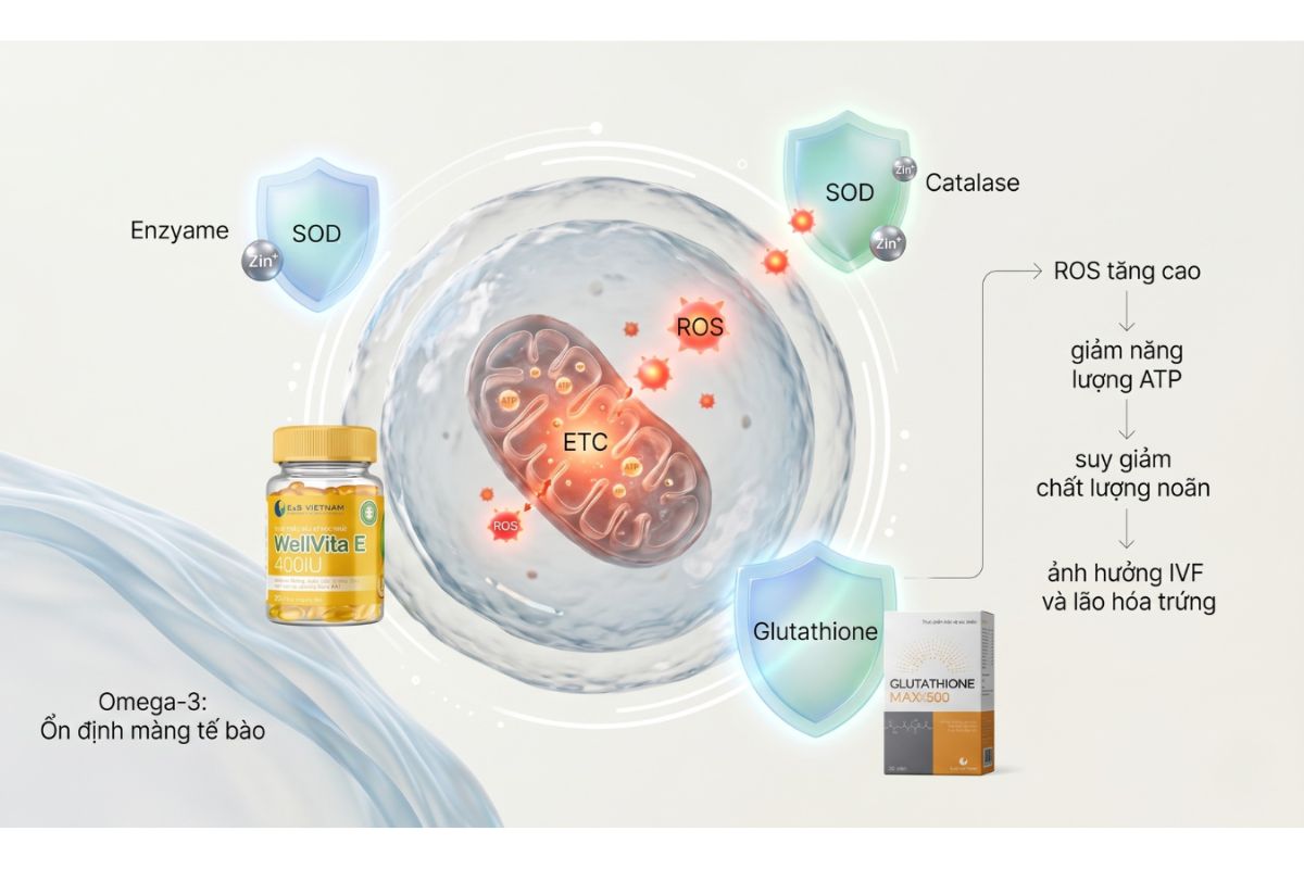 Các chất chống oxy hóa như tấm khiên bảo vệ tế bào trứng khỏi các gốc từ do