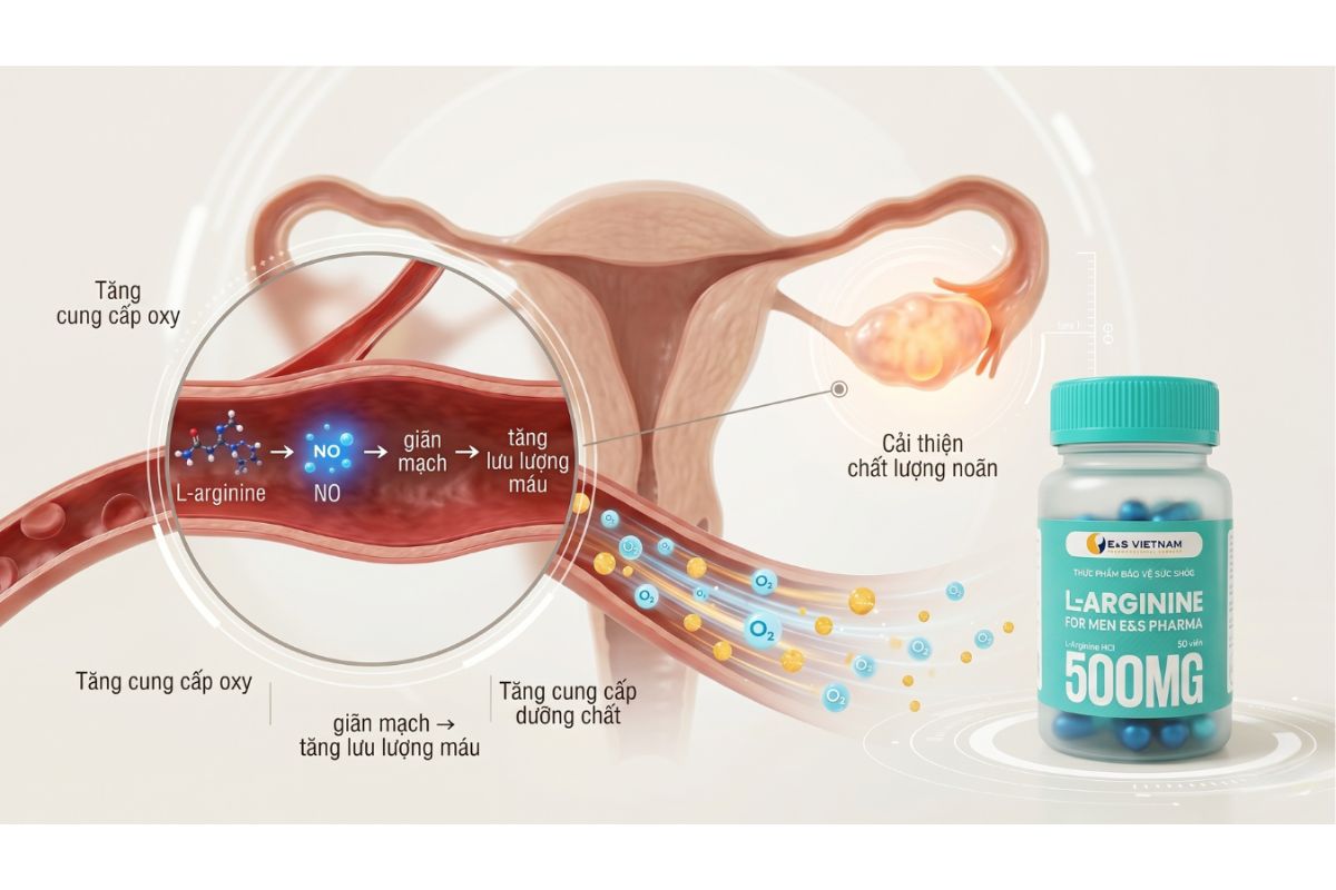 Cơ chế tác động của L-Arginine hỗ trợ tăng cường lưu thông máu tới buồng trứng