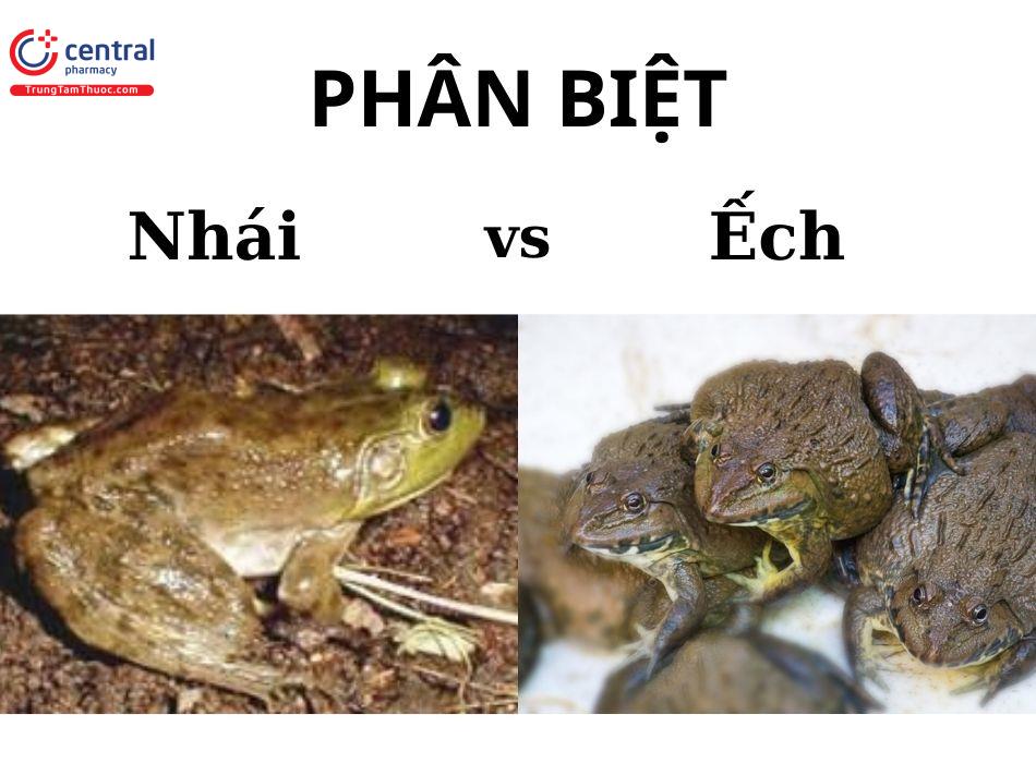 Con nhái và con ếch