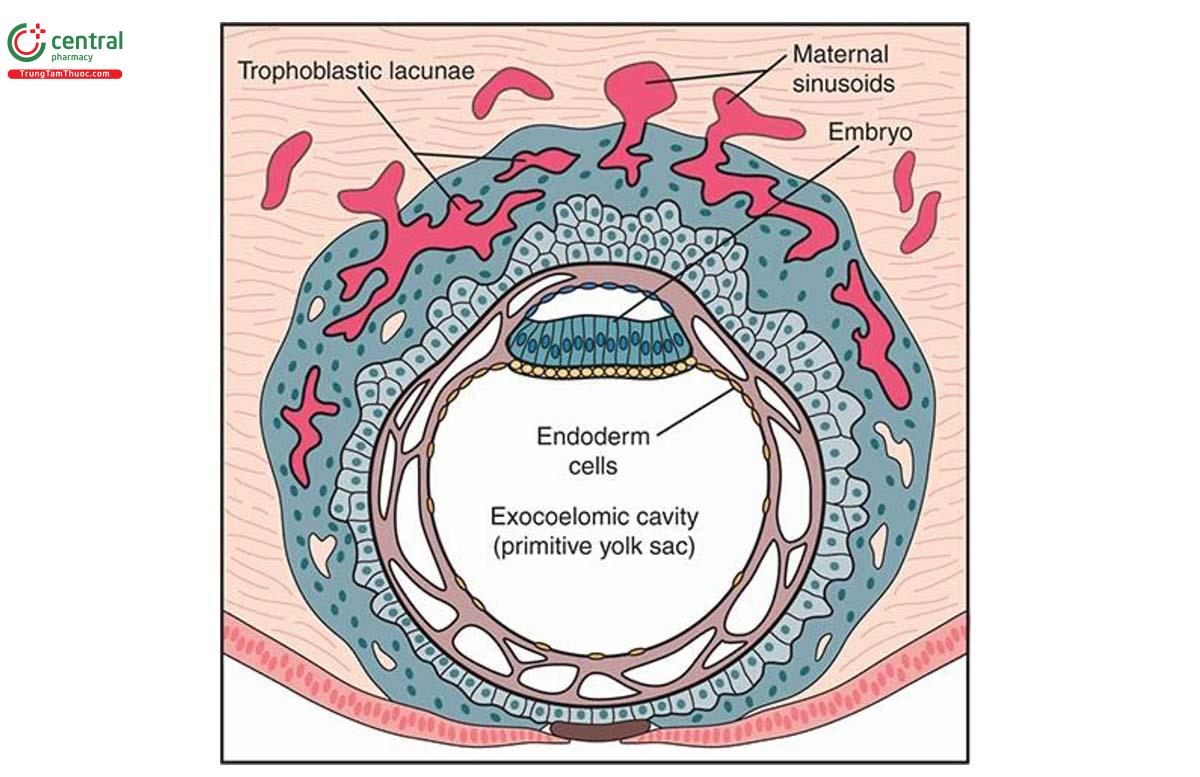 Hình 15.1: Hình vẽ minh họa giai đoạn đầu của quá trình hình thành tuần hoàn tử cung-nhau đầu tiên (hốc), ngay sau khi phôi nang làm tổ. Lưu ý, các khoang phát triển trong lá nuôi hợp bào và thông nối với các xoang mạch máu mẹ. Xem văn bản để biết thêm chi tiết.