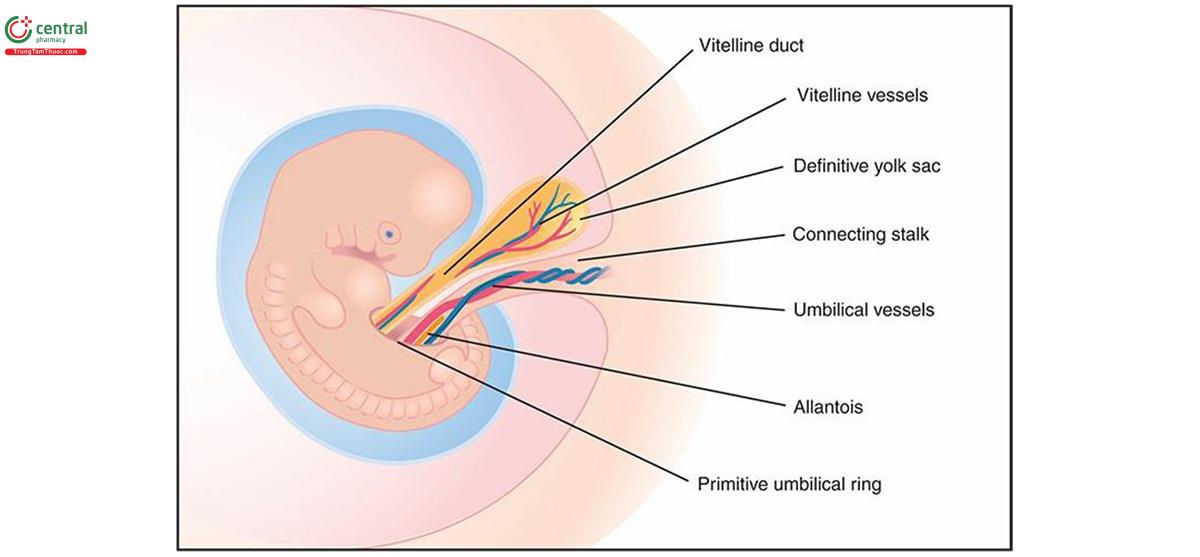 Hình 15.2: Hình vẽ minh họa quá trình hình thành phôi thai của dây rốn. Dây rốn được hình thành bởi sự hợp nhất của cuống kết nối (ống niệu nang và mạch máu rốn), ống noãn hoàng và các mạch máu có khả năng uốn cong theo hướng đầu-đuôi của phôi. Xem văn bản để biết thêm chi tiết.