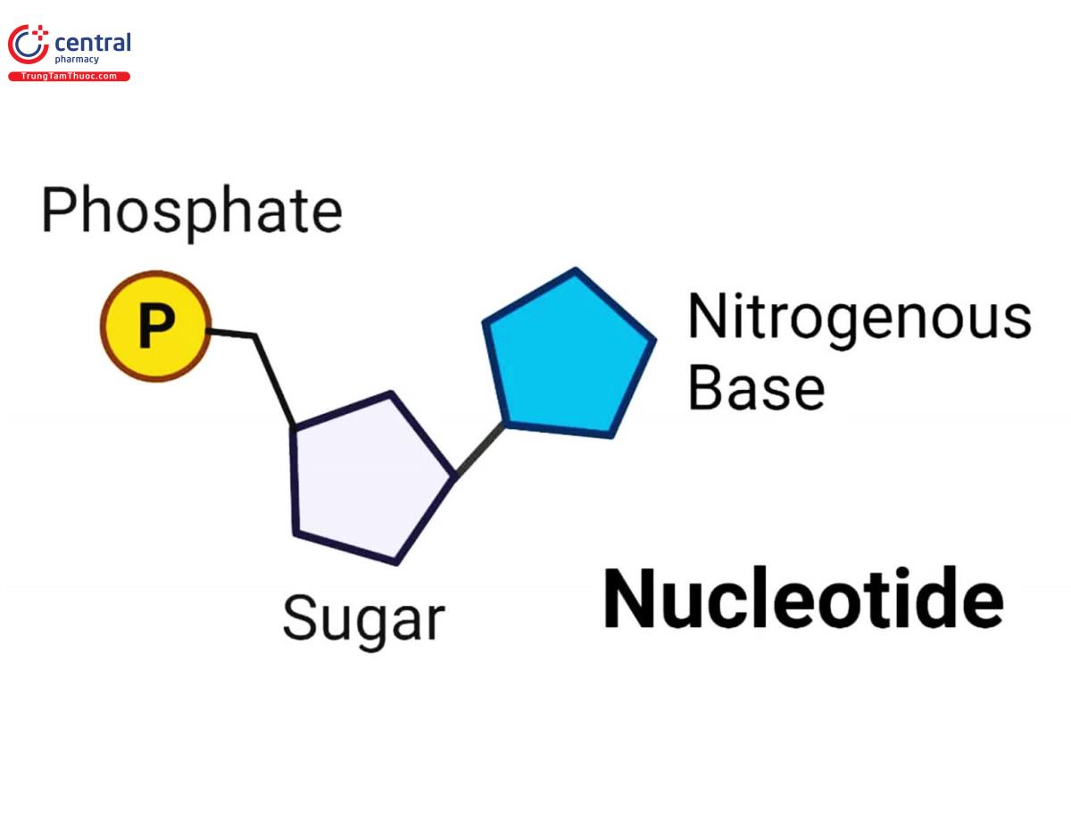 Công thức cấu tạo chung của các Nucleotides