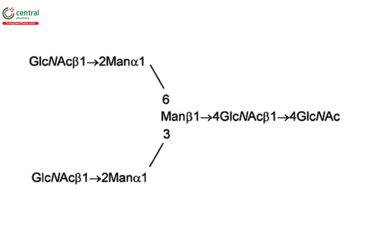 Oligosaccharide-Analysis