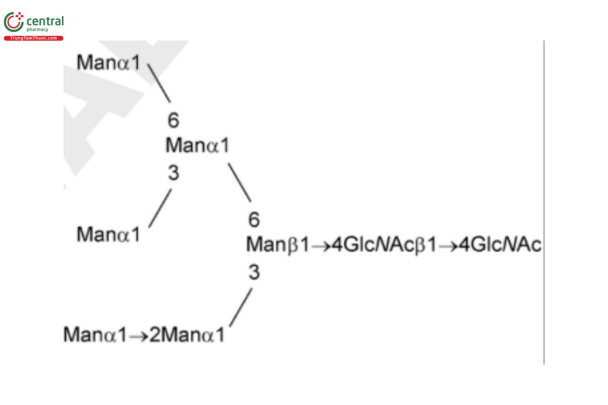 Oligosaccharide-Analysis-10