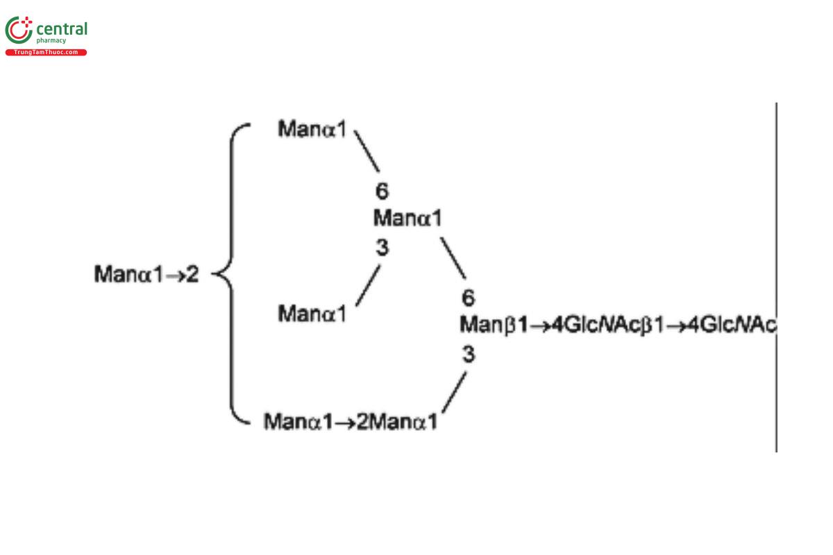 Oligosaccharide-Analysis-11