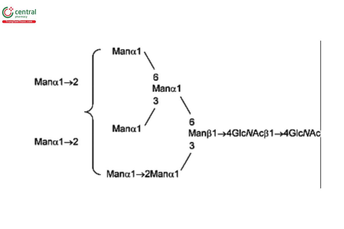 Oligosaccharide-Analysis-12