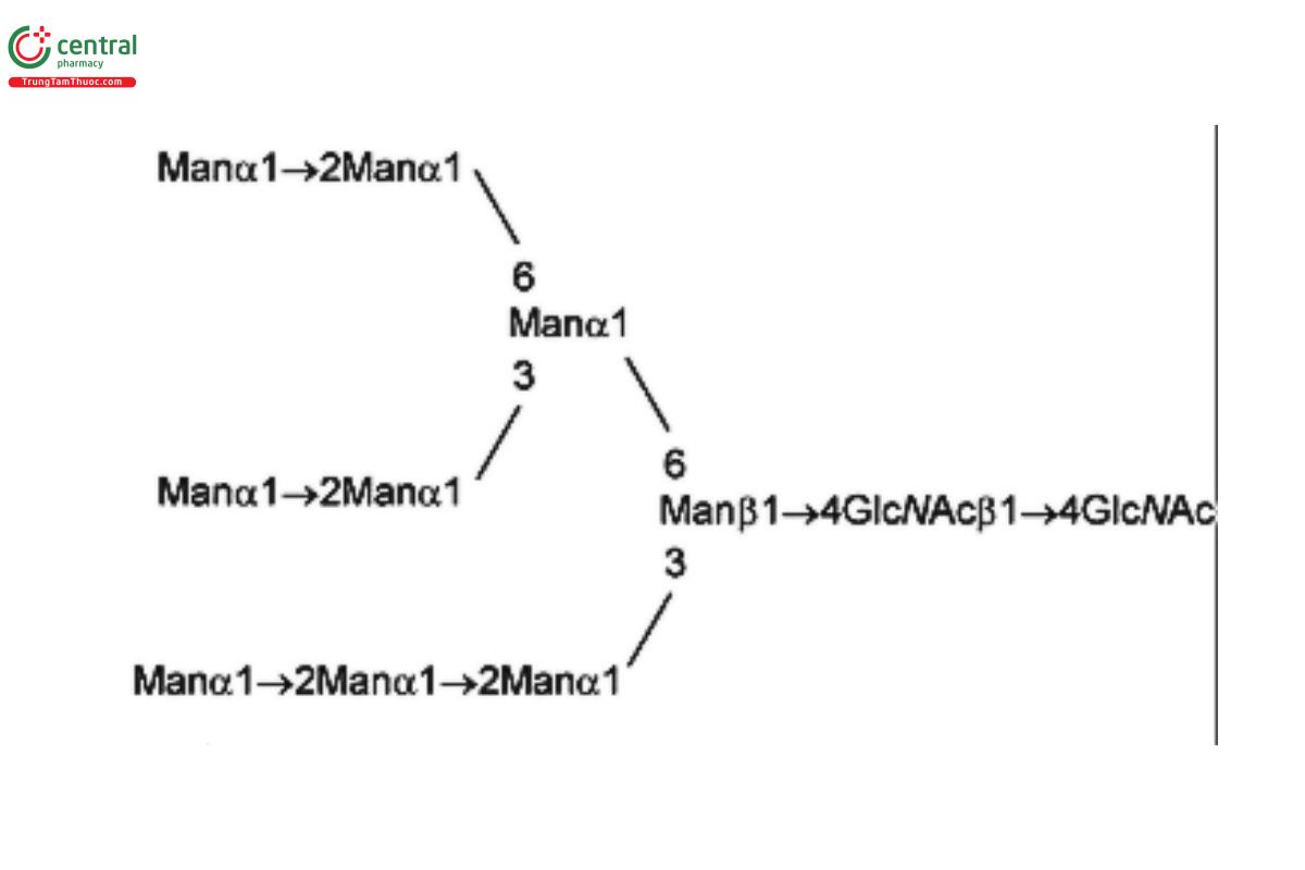 Oligosaccharide-Analysis-13