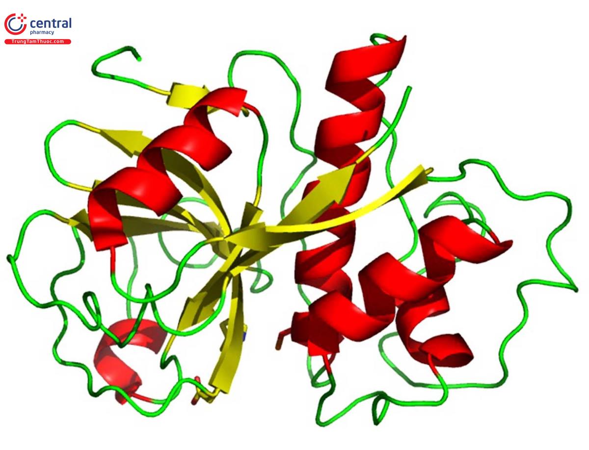 Cấu trúc của enzyme Papain