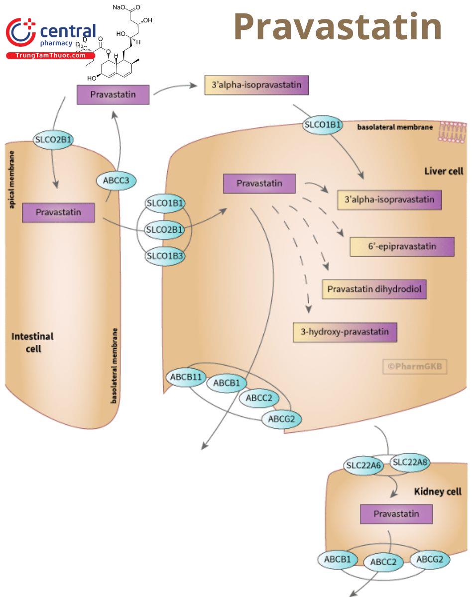Cơ chế của Pravastatin