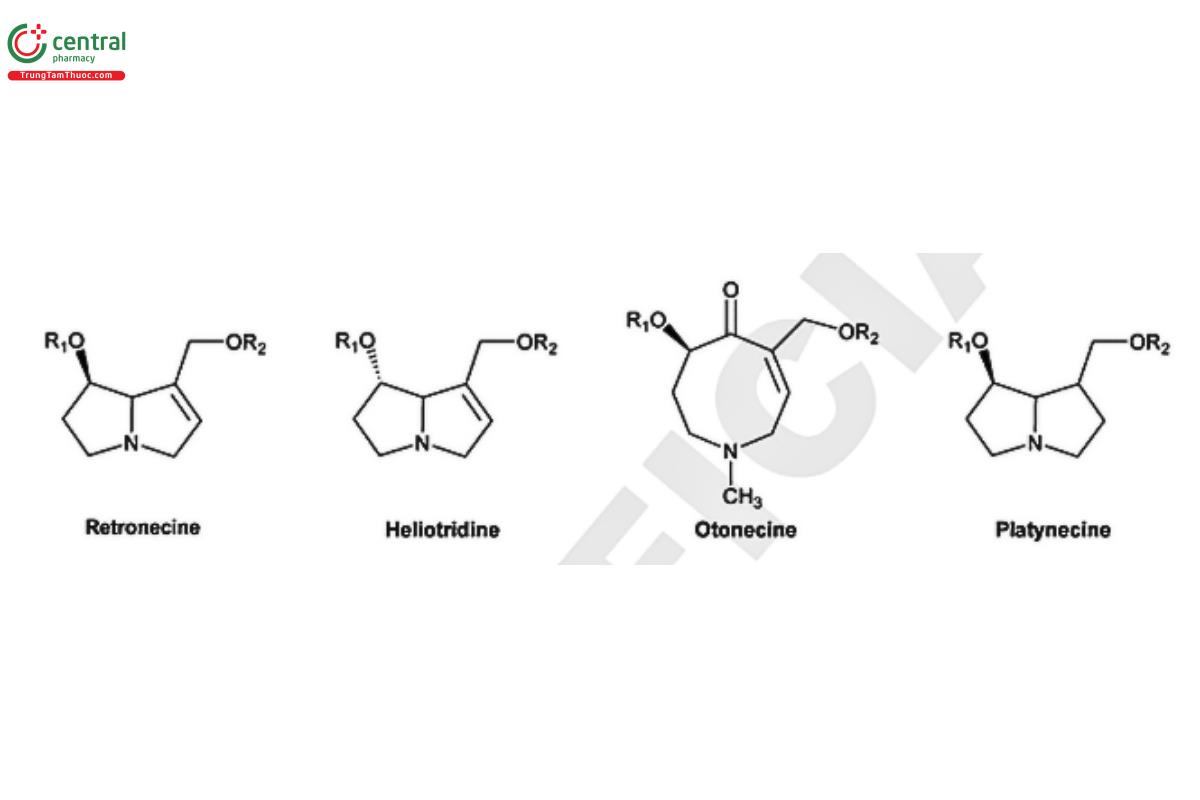 Figure 5. Classification of PAs based on the structure of the necine base.