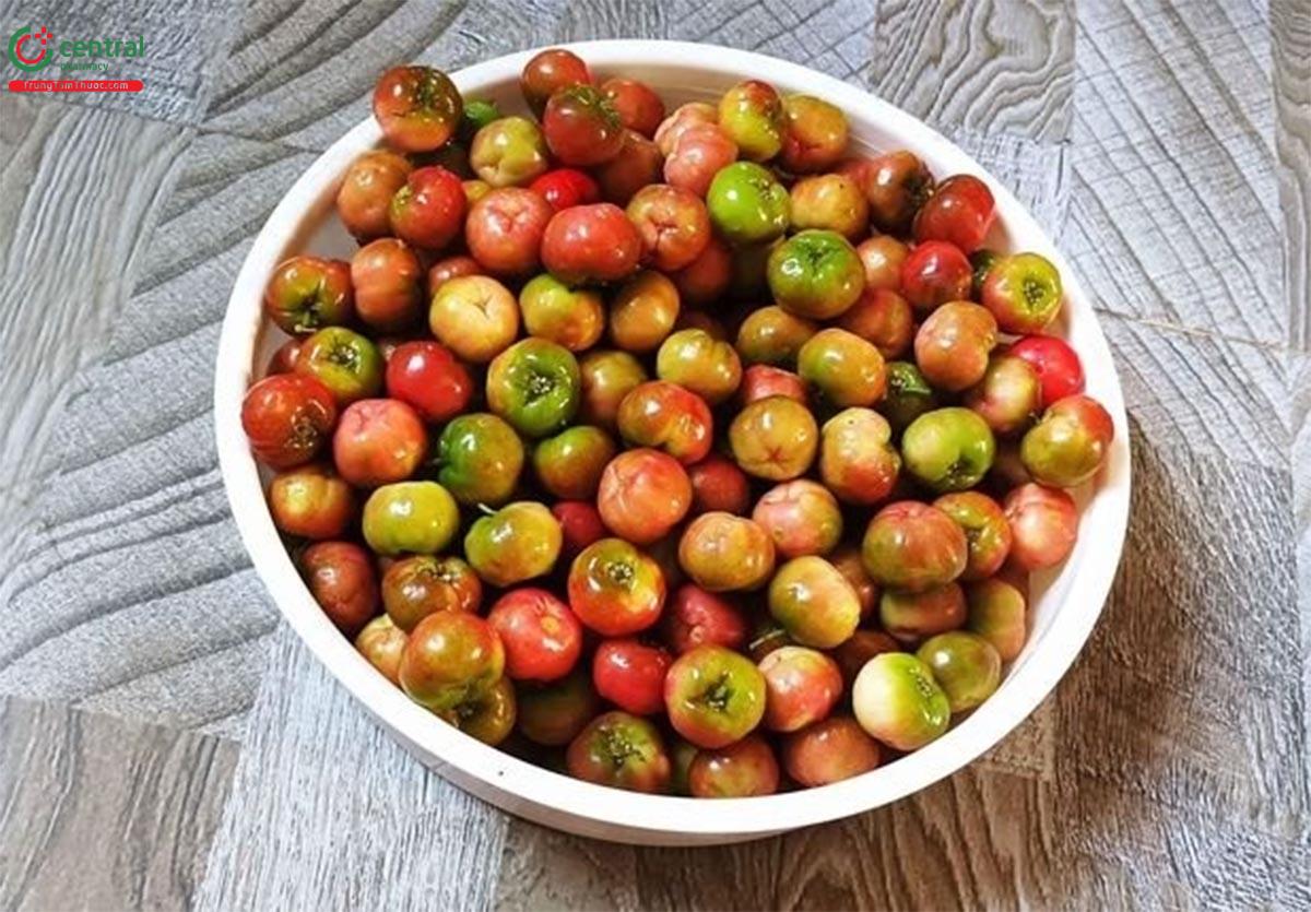 Qu S Ri Malpighia Emarginata DC Ch a Vitamin C Gi p Ch ng Oxy H a Qu S Ri Malpighia Emarginata DC Ch a Vitamin C Gi p Ch ng Oxy H a