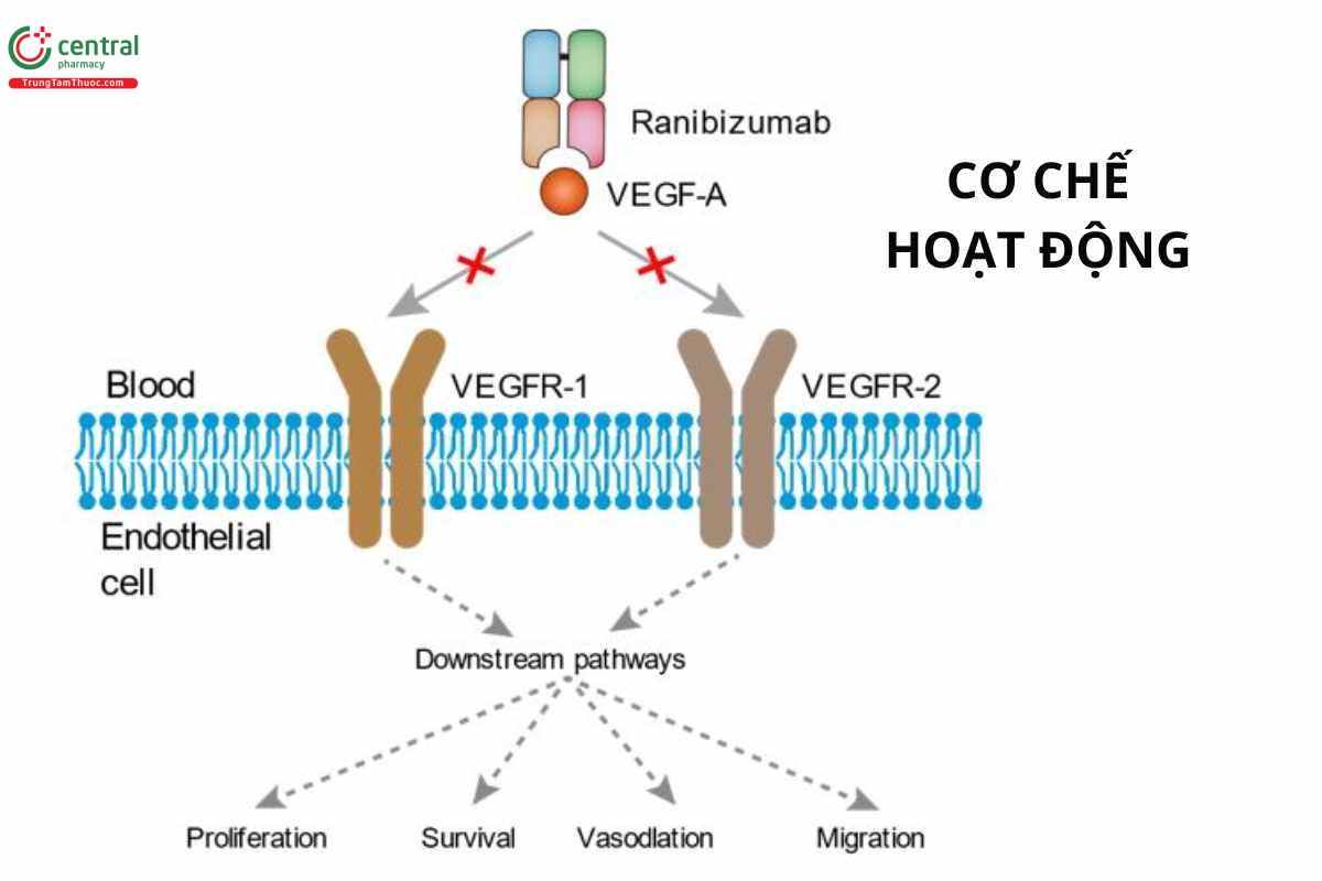 Cơ chế của Ranibizumab
