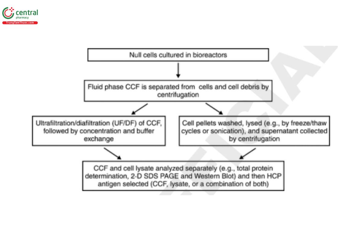 Figure 2. Example of mammalian HCP antigen preparation.