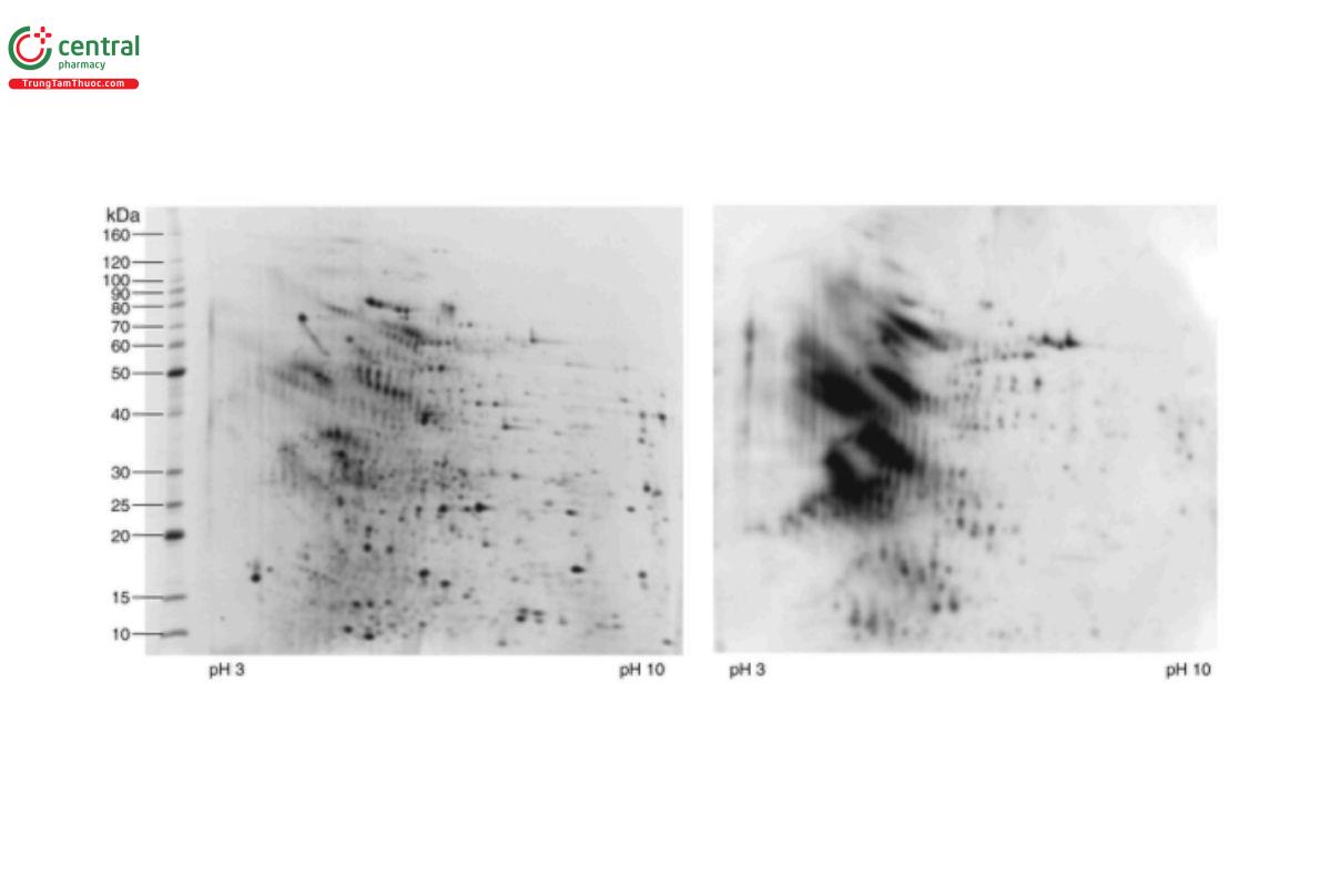 Figure 3. Left panel: 2-D IEF/SDS-PAGE analysis of representative CHO HCP calibration standard stained with a sensitive fluorescent stain. Right panel: Western blot analysis of the same gel shown in the left panel.