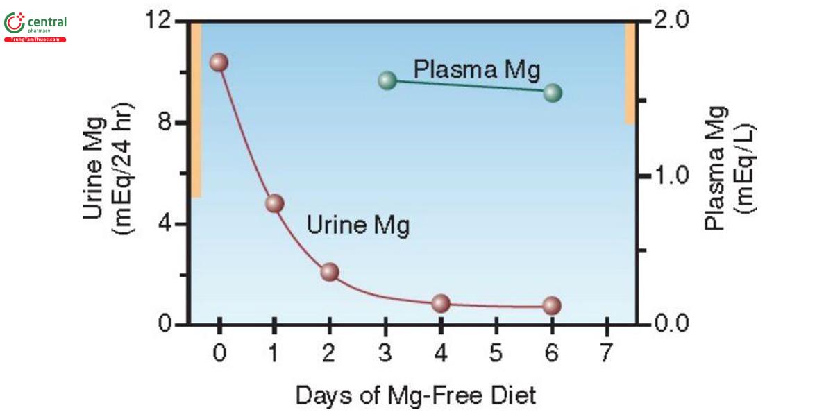 Hình 29.1 Mg nước tiểu và Mg huyết tương ở người bình thường khỏe mạnh tình nguyện với chế độ ăn không có Mg (Mg-free Diet) . Thanh màu nâu trên mỗi cột dọc thể hiện nồng độ trong ngưỡng bình thường của mỗi biến. (Adapted from Shils ME.Medicine 1969; 48:61-82.)