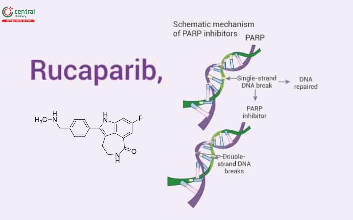 Cơ chế Rucaparib