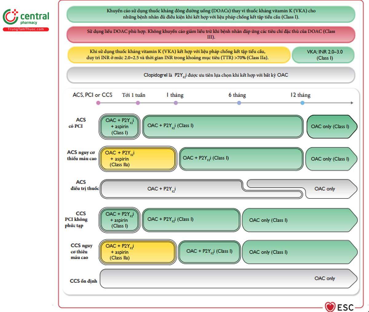 Figure 14 Liệu pháp chống huyết khối ở bệnh nhân rung nhĩ và hội chứng vành cấp hoặc mạn tính