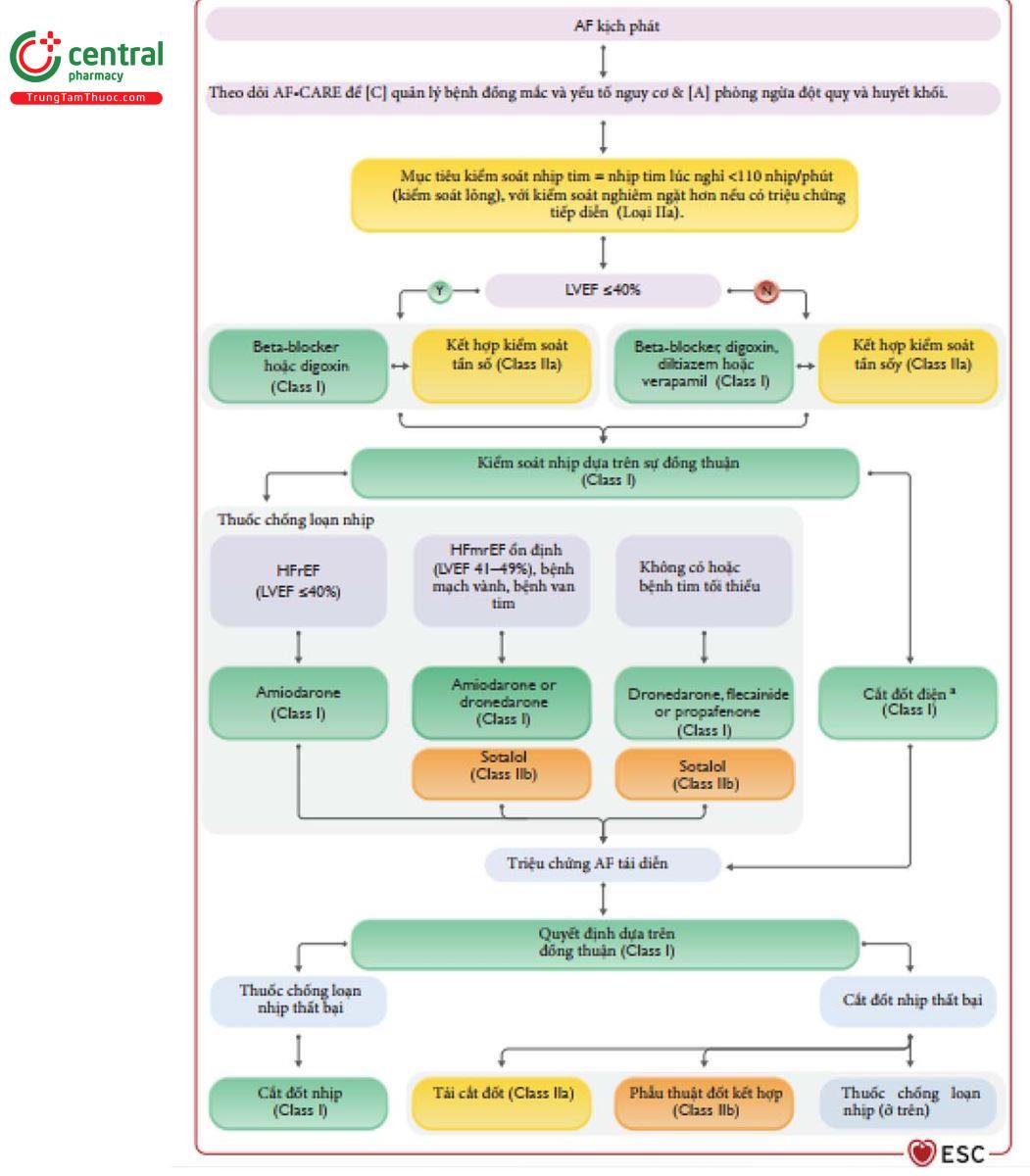 Figure 5 Quy trình cho bệnh nhân rung nhĩ kịch phát