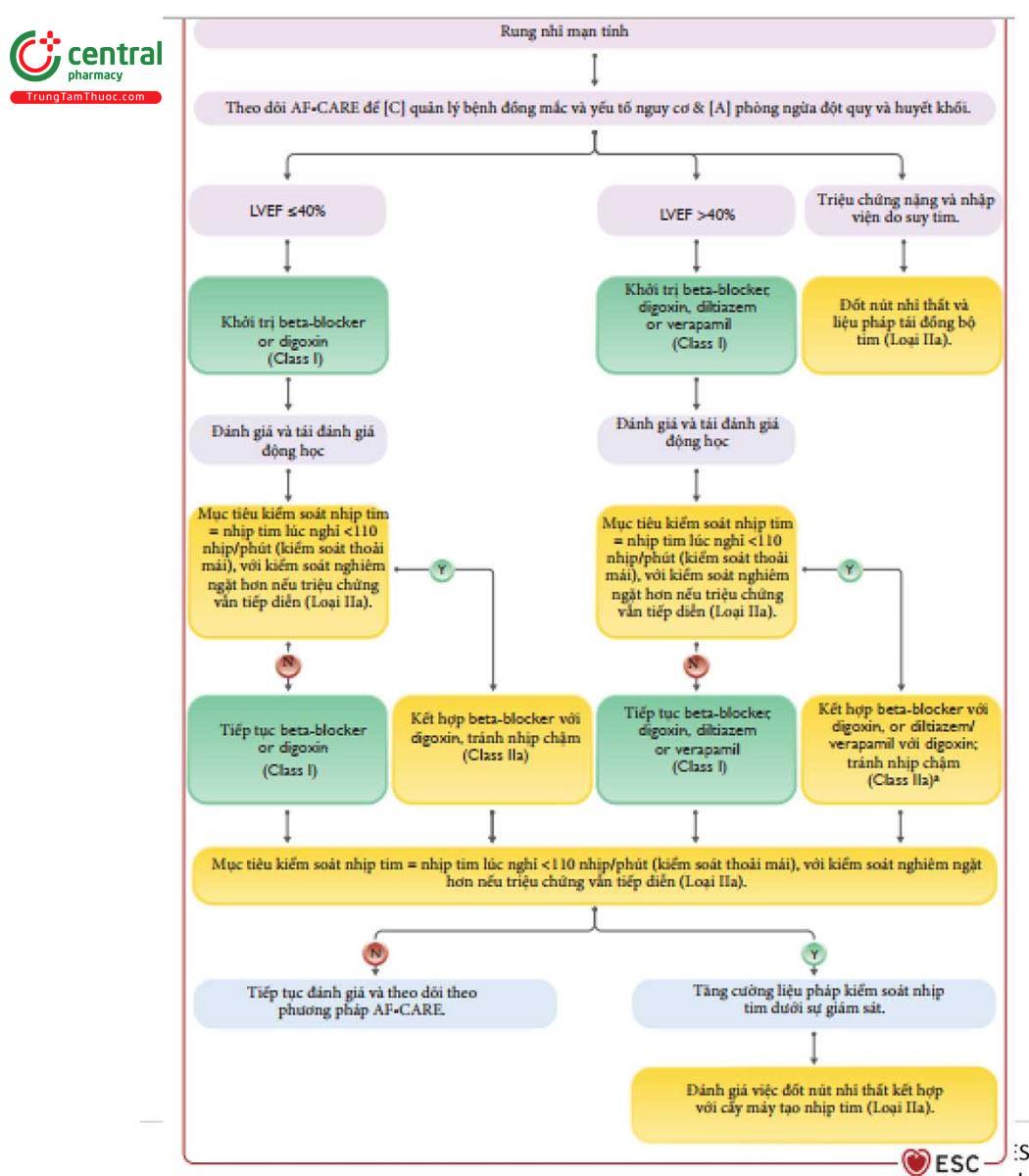 Figure 7 Quy trình cho rung nhĩ Mạn tính