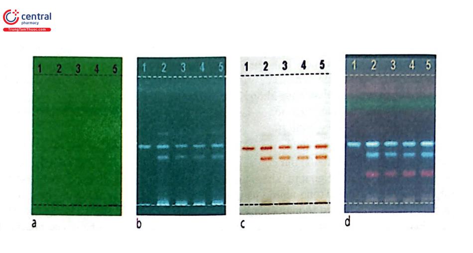 Hình 3.7. Trình tự hiện màu và phát hiện alcaloid trong củ Stephania (a) UV 254 nm; (b) UV 366 nm; (c) sau khi hiện màu với hơi iod quan sát dưới ánh sáng trắng và (d) dẫn chất với thuốc thử anisaldehyd quan sát ở UV 366 nm