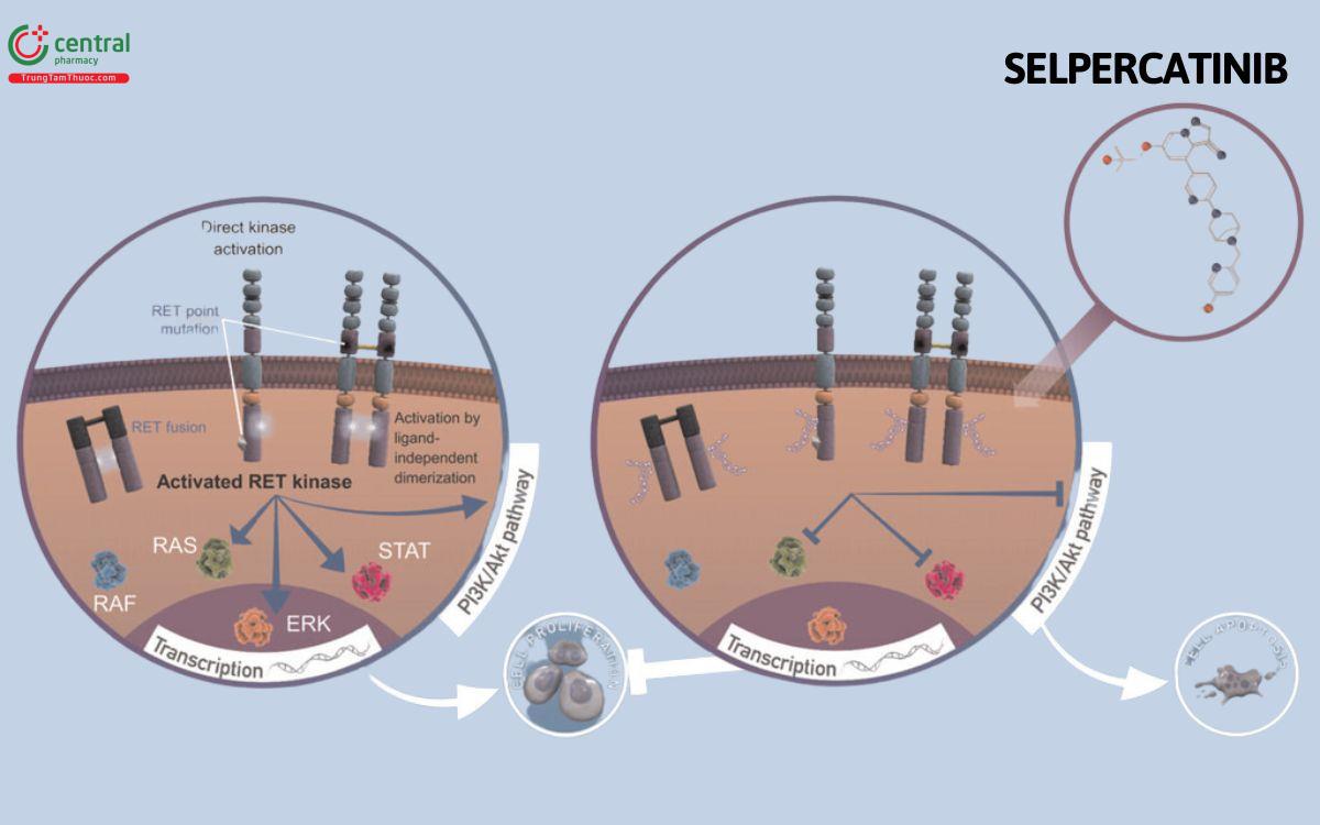 Cơ chế Selpercatinib