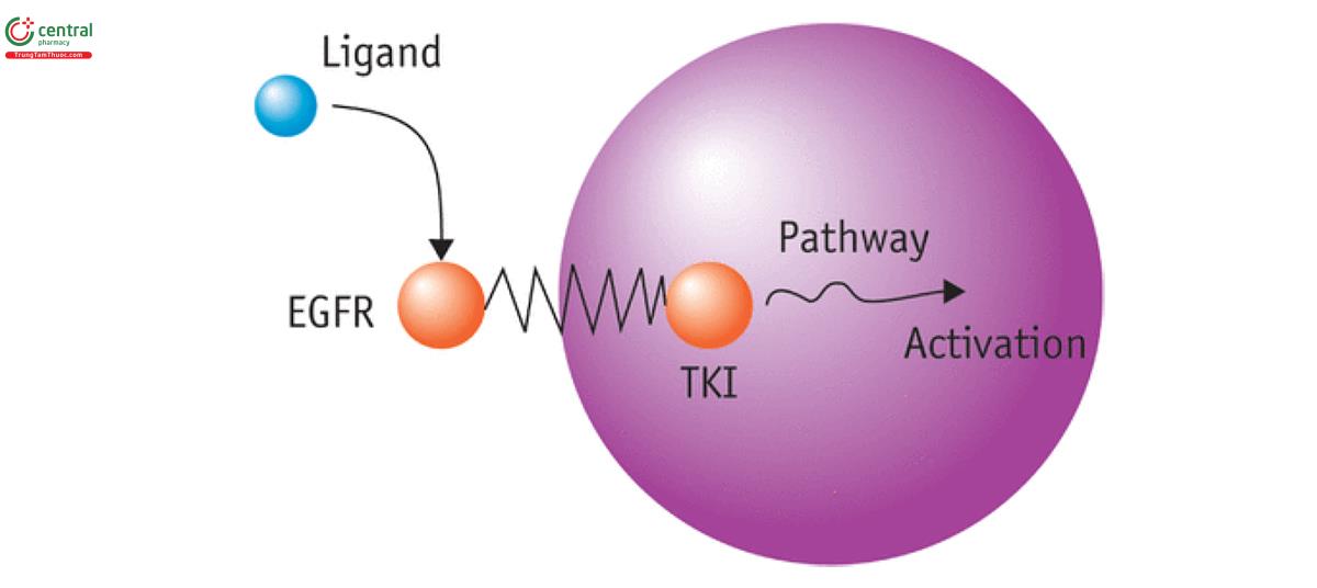 Hình 10. Yếu tố tăng trưởng biểu bì (EGFR: Epidermal growth factor receptor), tyrosine kinase nội bào, và các con đường nội bào (31).