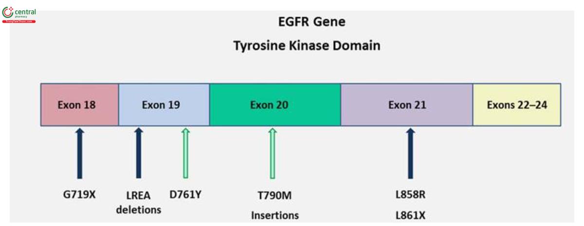 Hình 11. Các cơ chế đột biến gen EGRF (30).