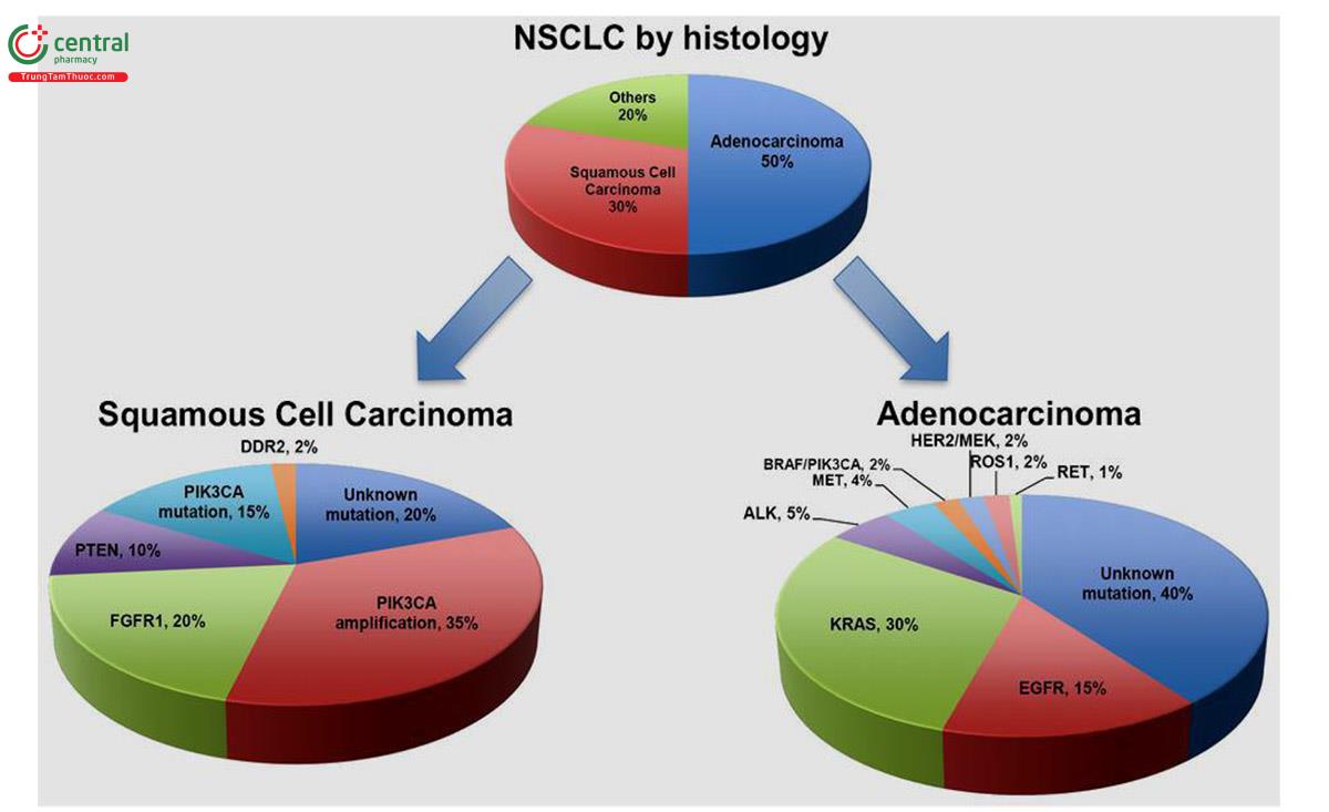 Hình 15. Tỷ lệ các gen đột biến của ung thư phổi týp biểu mô vảy và biểu mô tuyến (7).