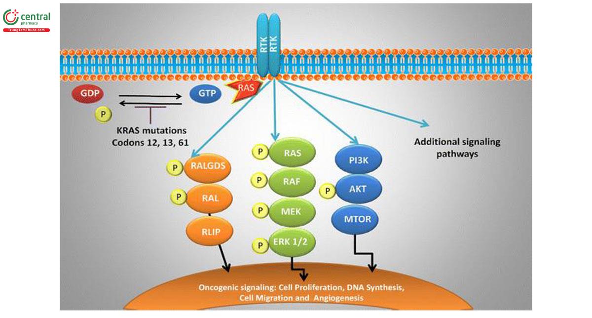 Hình 7. Protein KRAS thường bị đột biến ở codon 12, 13 và 61 dẫn đến bất hoạt hoạt tính GTPase nội sinh, từ đó hình thành KRAS. Sau đó KRAS đột biến có thể thúc đẩy quá trình tạo khối u thông qua nhiều con đường truyền tín hiệu xuôi dòng (7).