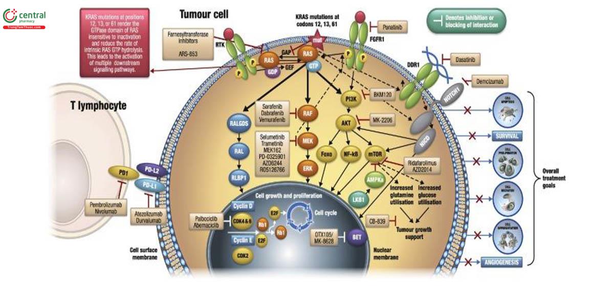 Hình 8. Tín hiệu KRAS (Kirsten rat sarcoma viral oncogene homolog) các đích điều trị trong ung thư phổi không tế bào nhỏ (NSCLC) (28).