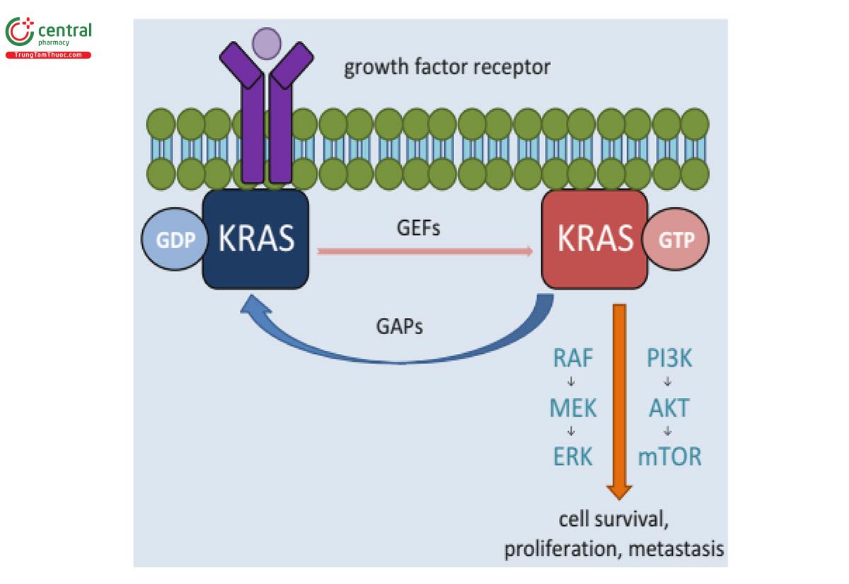 Hình 9. Con đường tín hiệu của đột biến KRAS: sống sót tế bào, tăng sinh, di căn (32)