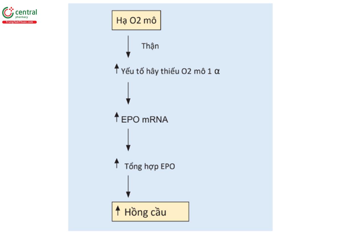 HÌNH 4.10 Tình trạng thiếu oxy mô làm tổng hợp erythropoietin. EPO: erythropoietin; mARN: ARN thông tin.