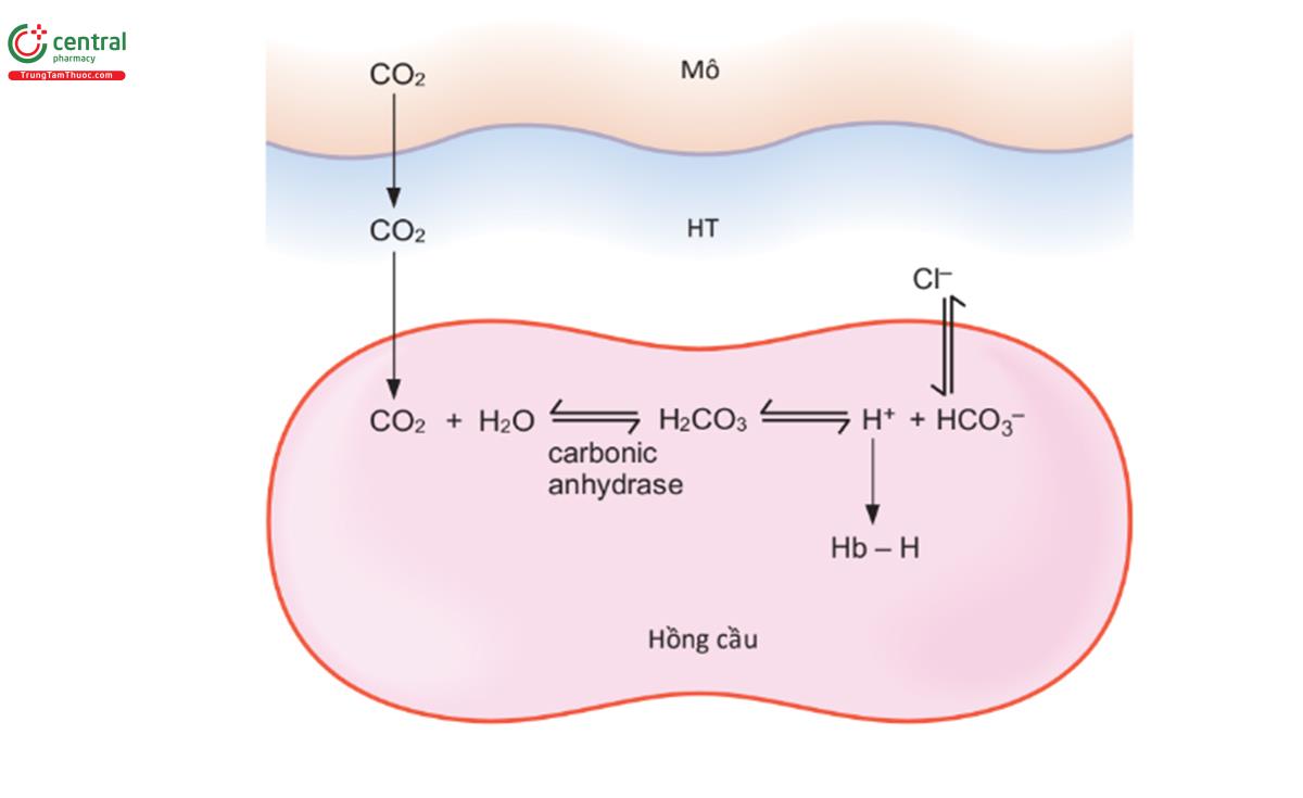 HÌNH 4.11 Vận chuyển CO2 từ mô đến phổi trong máu tĩnh mạch. H+ được đệm bởi hemoglobin (Hb-H).